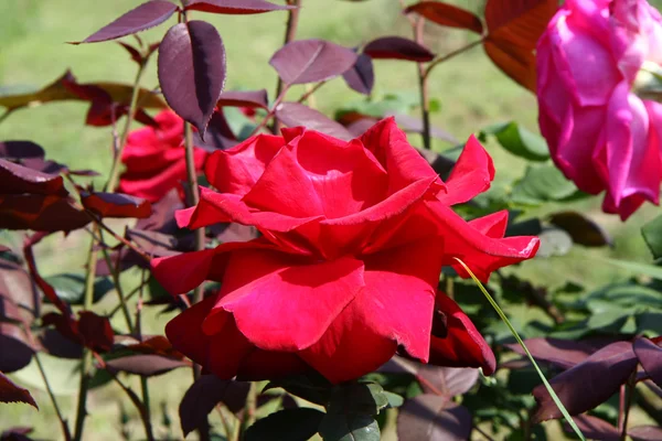 Red rose — Stock Photo, Image