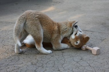 Akita Inu