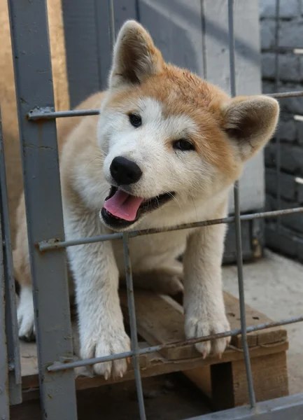 Akita inu — Stockfoto