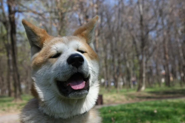 秋田犬 — ストック写真