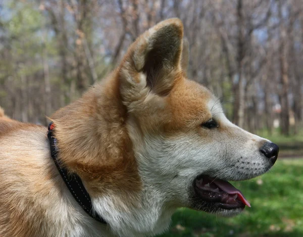 秋田犬 — ストック写真