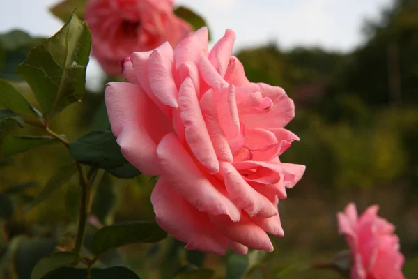 Pink rose — Stock Photo, Image