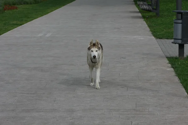 孤独的哈士奇犬 — 图库照片