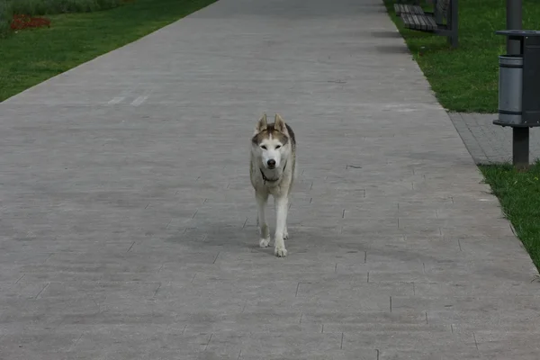 Einsamer Husky — Stockfoto