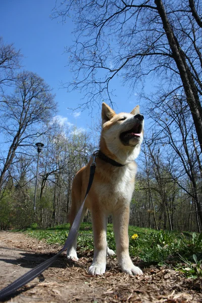 Akita inu cachorro — Foto de Stock
