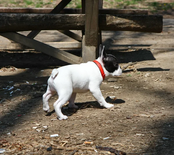 Franse bulldog — Stockfoto