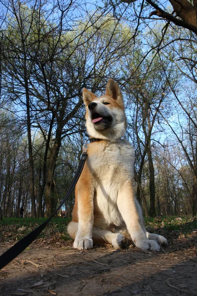 Akita inu valp — Stockfoto