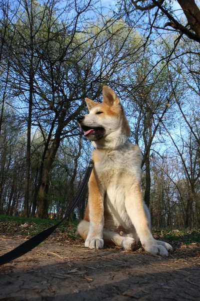 Akita inu štěně — Stock fotografie