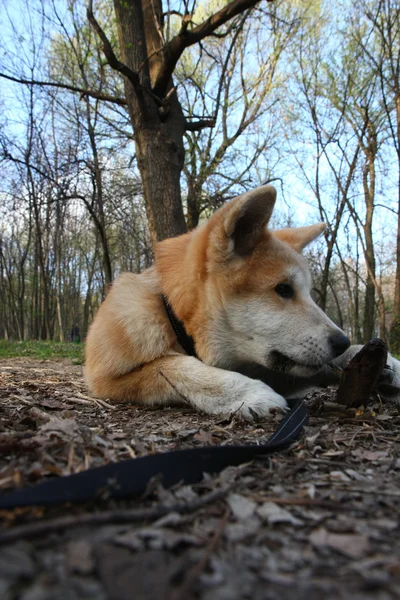 Akita Inu puppy — Stock Photo, Image