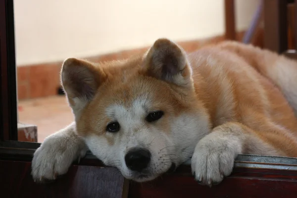 Cãozinho akita inu — Fotografia de Stock