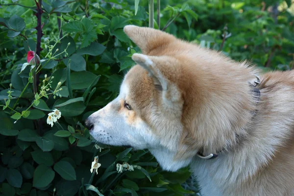 Akita inu κουτάβι — Φωτογραφία Αρχείου