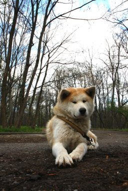 Akita Inu