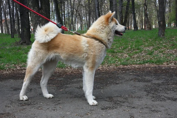 Akita inu — Zdjęcie stockowe