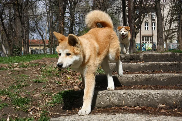 Akita Inu puppy's — Stockfoto