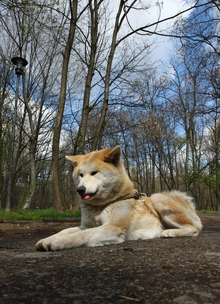 Akita inu — Zdjęcie stockowe