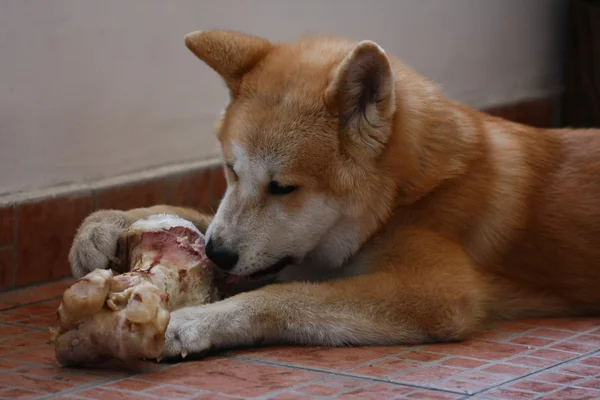 Cãozinho akita inu — Fotografia de Stock