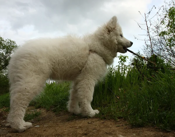 Puppy — Stockfoto