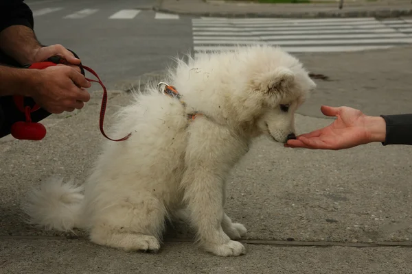 Puppy — Stock Photo, Image