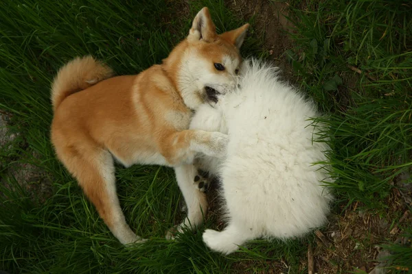 Cachorros — Foto de Stock