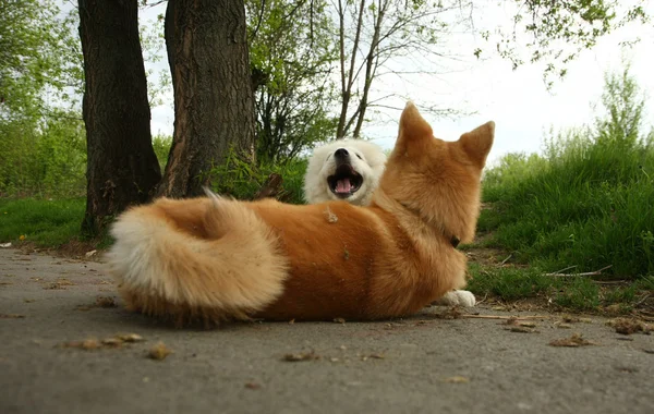 Cachorros — Foto de Stock