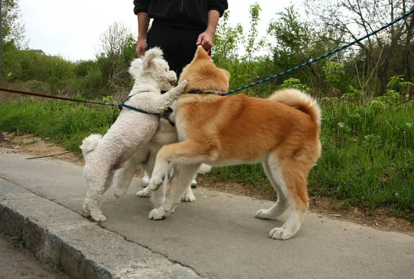 Puppies — Stockfoto