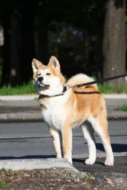 Akita Inu köpek yavrusu
