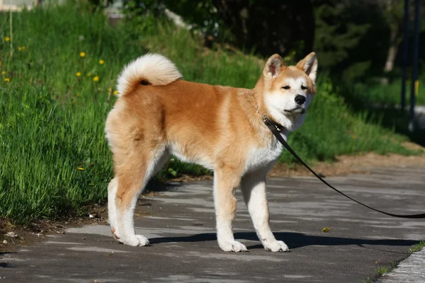 秋田犬子犬 — ストック写真