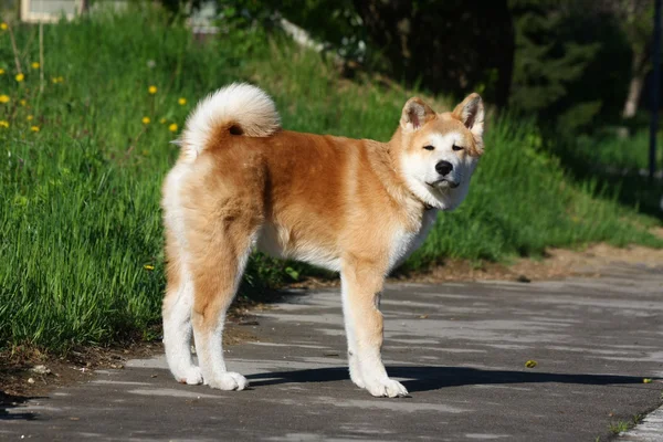 Cãozinho akita inu — Fotografia de Stock