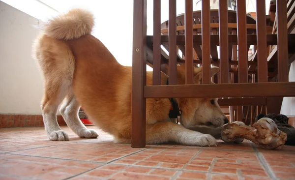 Cão e osso — Fotografia de Stock