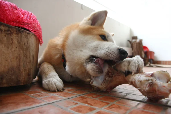 Perro y hueso —  Fotos de Stock