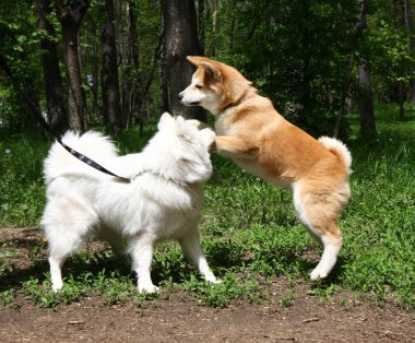 Samoyed ve akita