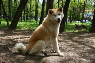 Akita Inu