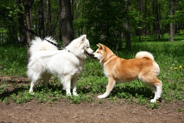 Samoyed ve akita