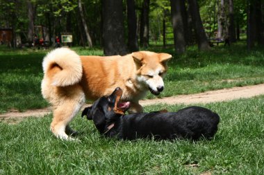 Akita ve rottweiler