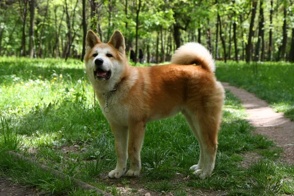 秋田犬子犬 — ストック写真