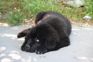  Newfoundland köpeği