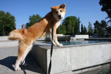 Akita Inu