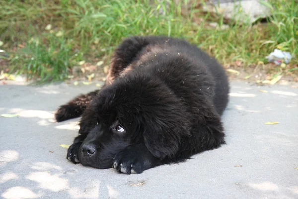 Terranova perro — Foto de Stock