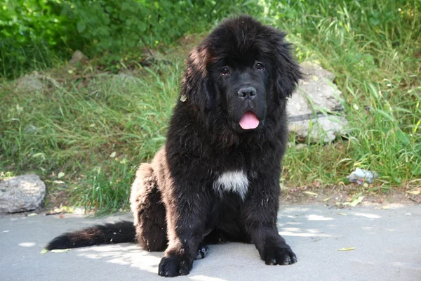 Newfoundland dog — Stock Photo, Image