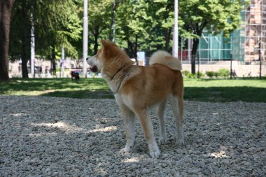 Akita Inu