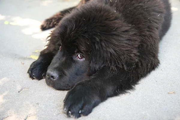 Newfoundland hond — Stockfoto