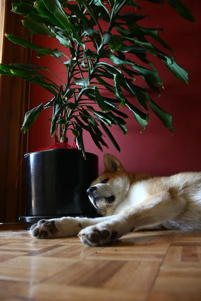 秋田犬 — ストック写真