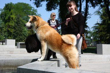 Akita Inu kukla ve Newfoundlander