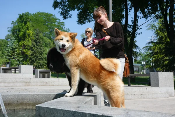 Refreshment in public fountain — Stock Photo, Image