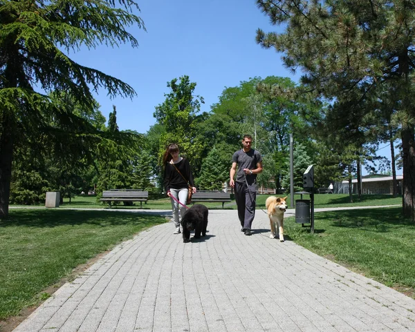 Walking with puppies — Stock Photo, Image