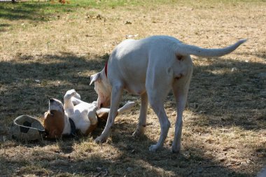 Sevimli köpek giriş