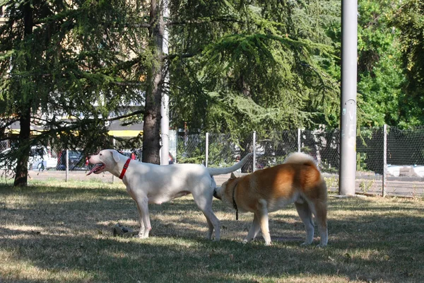 Dogo och Akita introduktion — Stockfoto