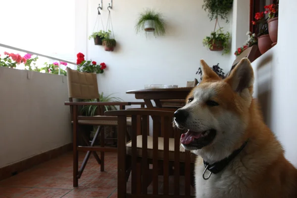 Jeune chien sur terrasse — Photo