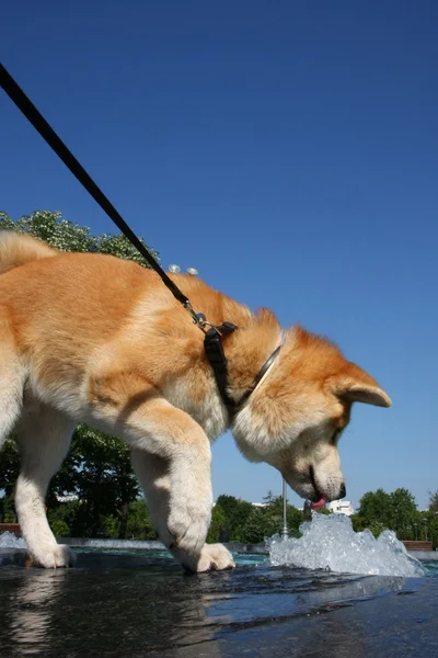 Chien assoiffé eau potable — Photo