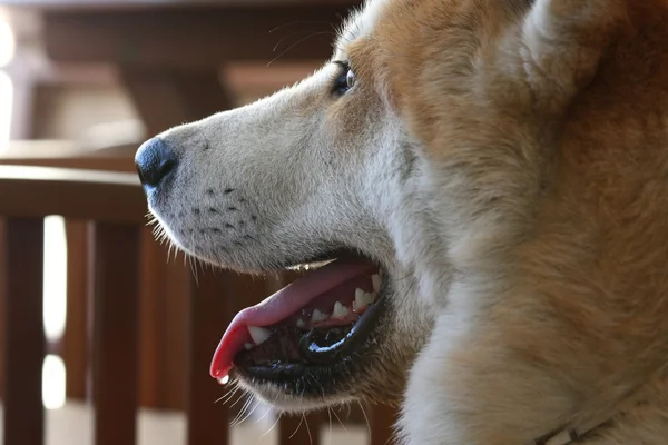 Retrato de perro Akita — Foto de Stock